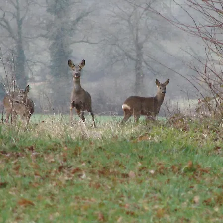 Alojamento de Acomodação e Pequeno-almoço Manoir La Betoulle Saint-Claud
