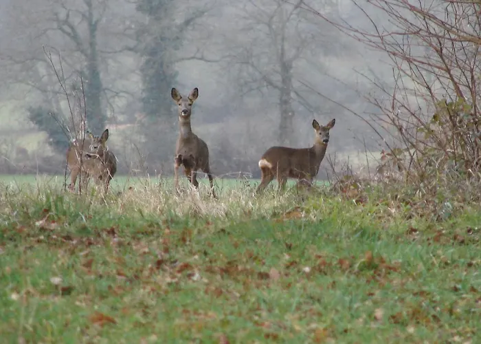 Bed and Breakfast Manoir La Betoulle Saint-Claud